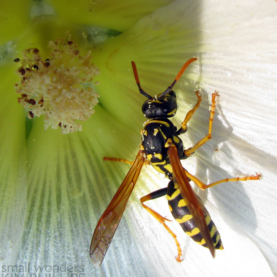 European Paper Wasp - female