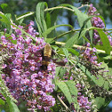 Snowberry clearwing hummingbird moth