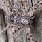 Inconspicuous crab spider