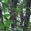 White-Winged Shrike Tanager