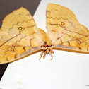 Saturnid Moth