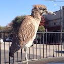 Black-crowned Night-Heron (immature)