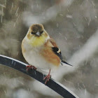 Goldfinch in the snow