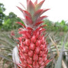 Ornamental pineapple