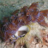Blue Dragon nudibranch laying eggs