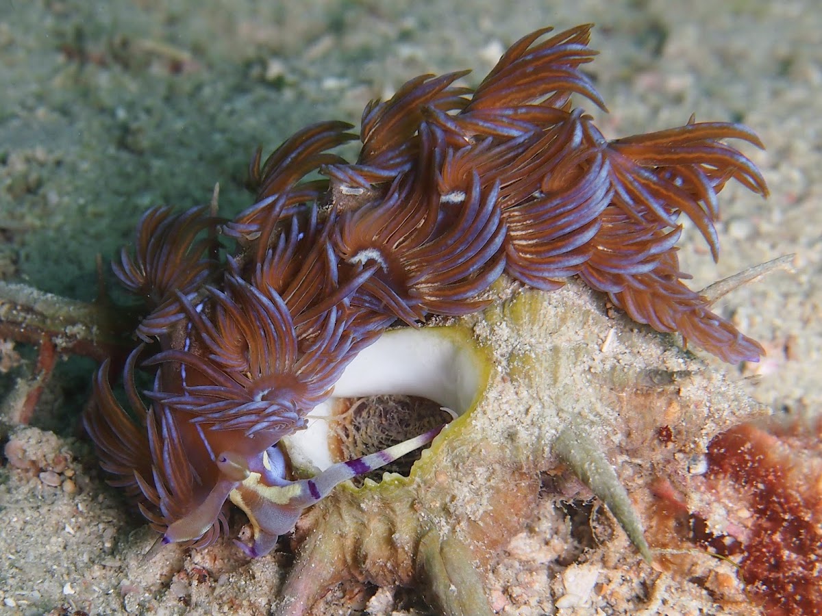 Blue Dragon nudibranch laying eggs