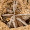 Beach Wolf Spider