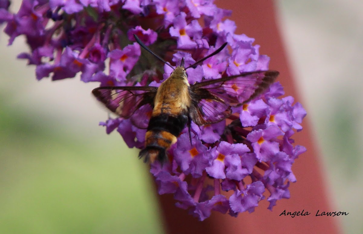 Snowberry clearwing moth