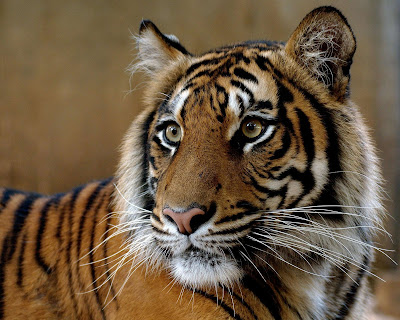 A Bengal tiger at the Zoological Center Tel Aviv-Ramat Gan, a 250-acre drive-through safari area and outdoor zoo that has the largest collection of wildlife under human care in the Middle East.  