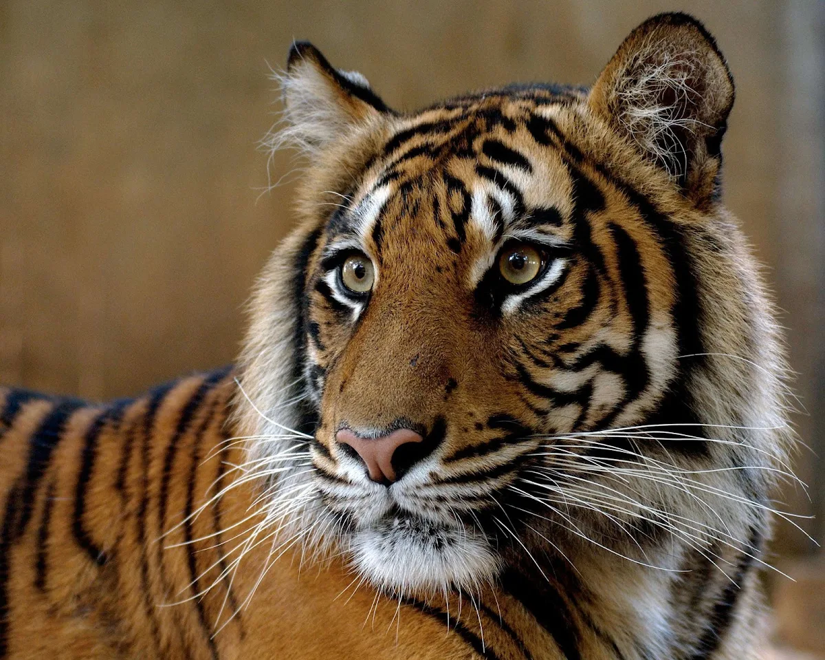 tiger-Ramat-Gan-Safari-Zoo - A Bengal tiger at the Zoological Center Tel Aviv-Ramat Gan, a 250-acre drive-through safari area and outdoor zoo that has the largest collection of wildlife under human care in the Middle East.  