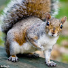 Eastern gray squirrel / Ardilla Gris