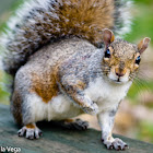 Eastern gray squirrel / Ardilla Gris