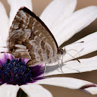 Mariposa del geranio (Geranium Bronze)