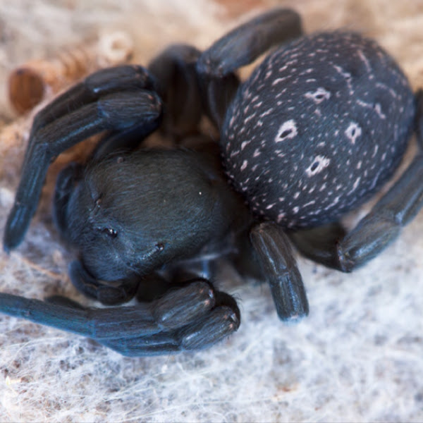 Black Velvet spider | Project Noah