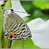 Metallic Cerulean Butterfly
