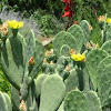 Paddle Cactus