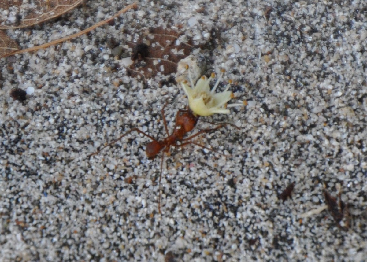Leaf-Cutter Ants
