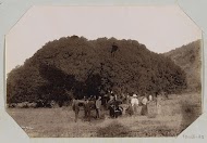 Gezelschap met paarden bij een grote boom te Pretoria
