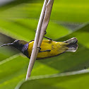 Olive - Backed Sunbird