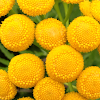 Tansy Flower
