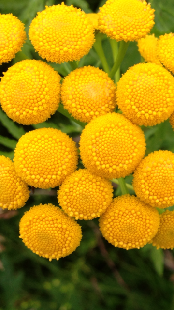 Tansy Flower