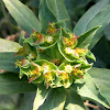 Euphorbia sp