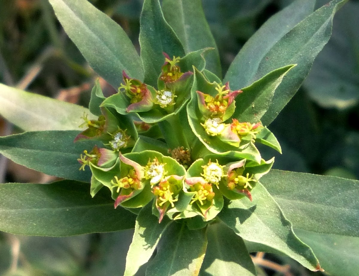 Euphorbia sp