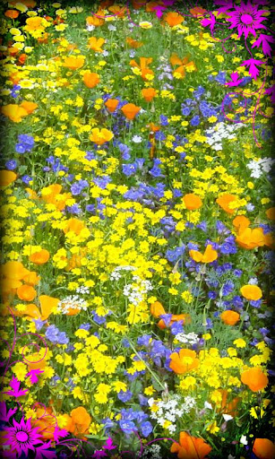 Flowers Live Wallpaper