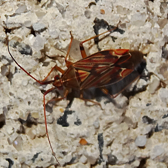 Capsid bug Project Noah