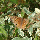 Tawny Emperor Butterfly