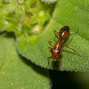 Savanna Strobe Ant