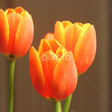 Orange Tulips by Christie Henderson -  