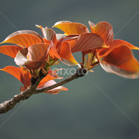 by Vaibhav Chavan - Nature Up Close Other plants