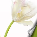 [Full HD] flower Atom theme logo