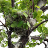 Scissor-Tailed Flycatcher (nest)