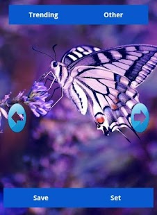 Free Download Butterfly Wallpapers APK for Android