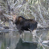 Moose (female)