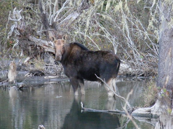 Moose (female)