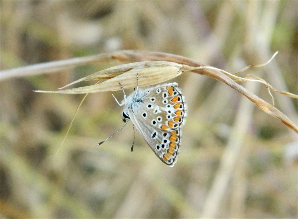 Common Blue female butterfly