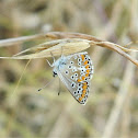 Common Blue female butterfly