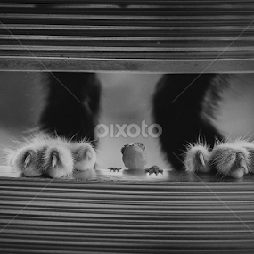 Between by Andi Halil - Black & White Animals