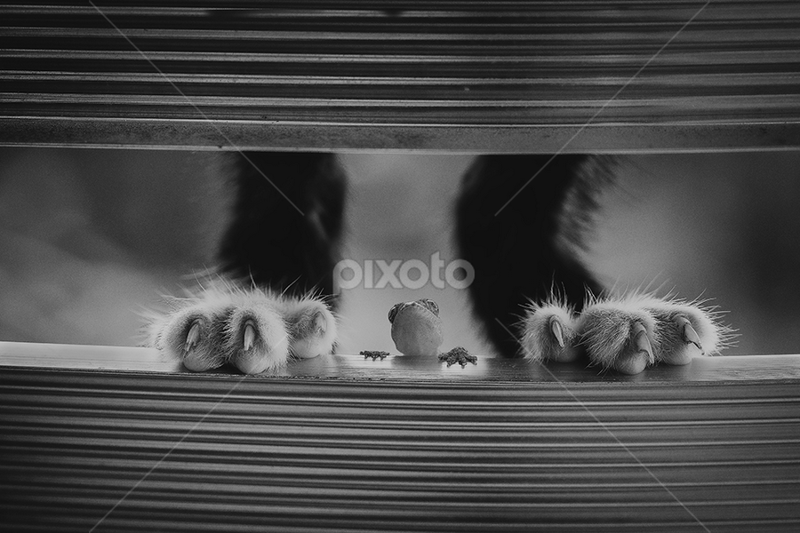 Between by Andi Halil - Black & White Animals