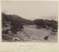 Lastdieren beklimmen rotsachtige berghelling in Perzië