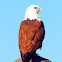 Brahminy Kite