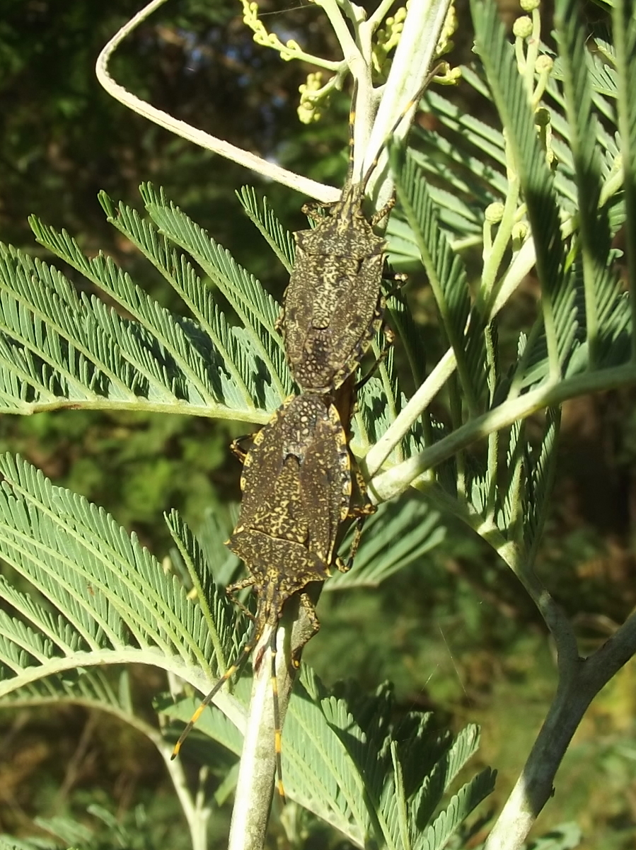 Acacia shield bug