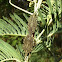 Acacia shield bug