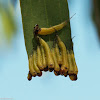Long-tailed Sawfly larvae