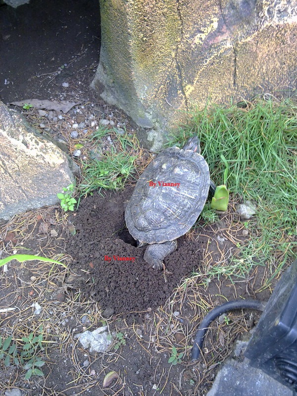 Red Eared Slider laying eggs