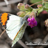 Sara Orangetip