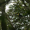 Chestnut-mandibled Toucan